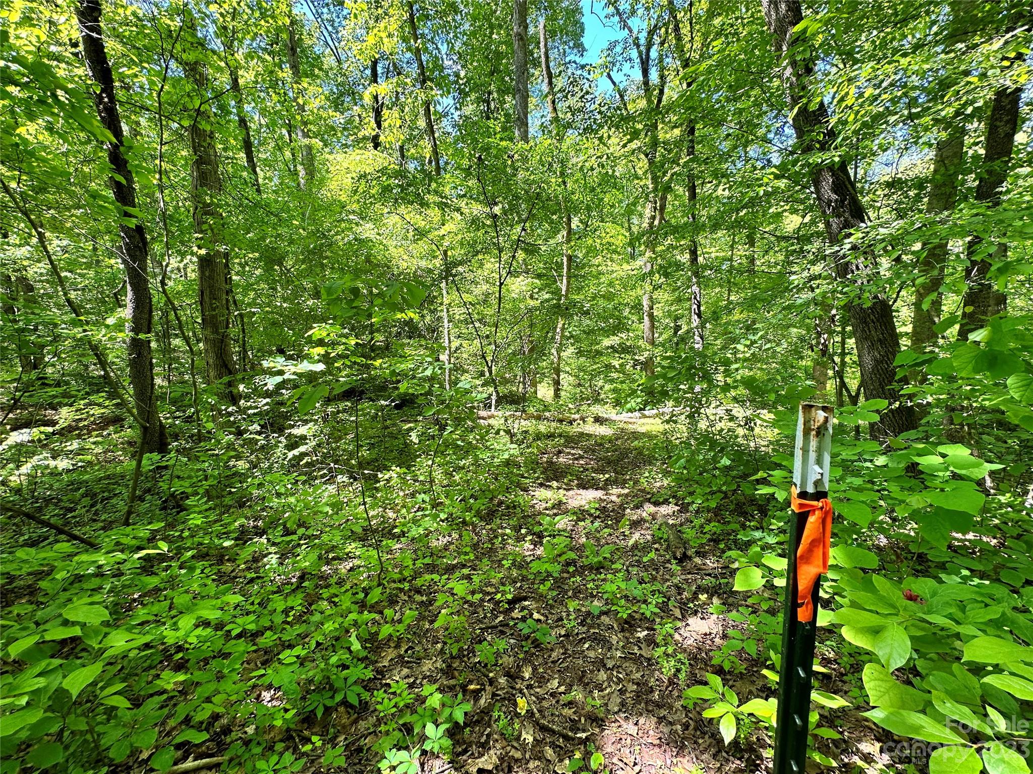 168 Rolling Road Lincolnton, NC 28092 - Photo 33 of 46 a view of a lush green forest