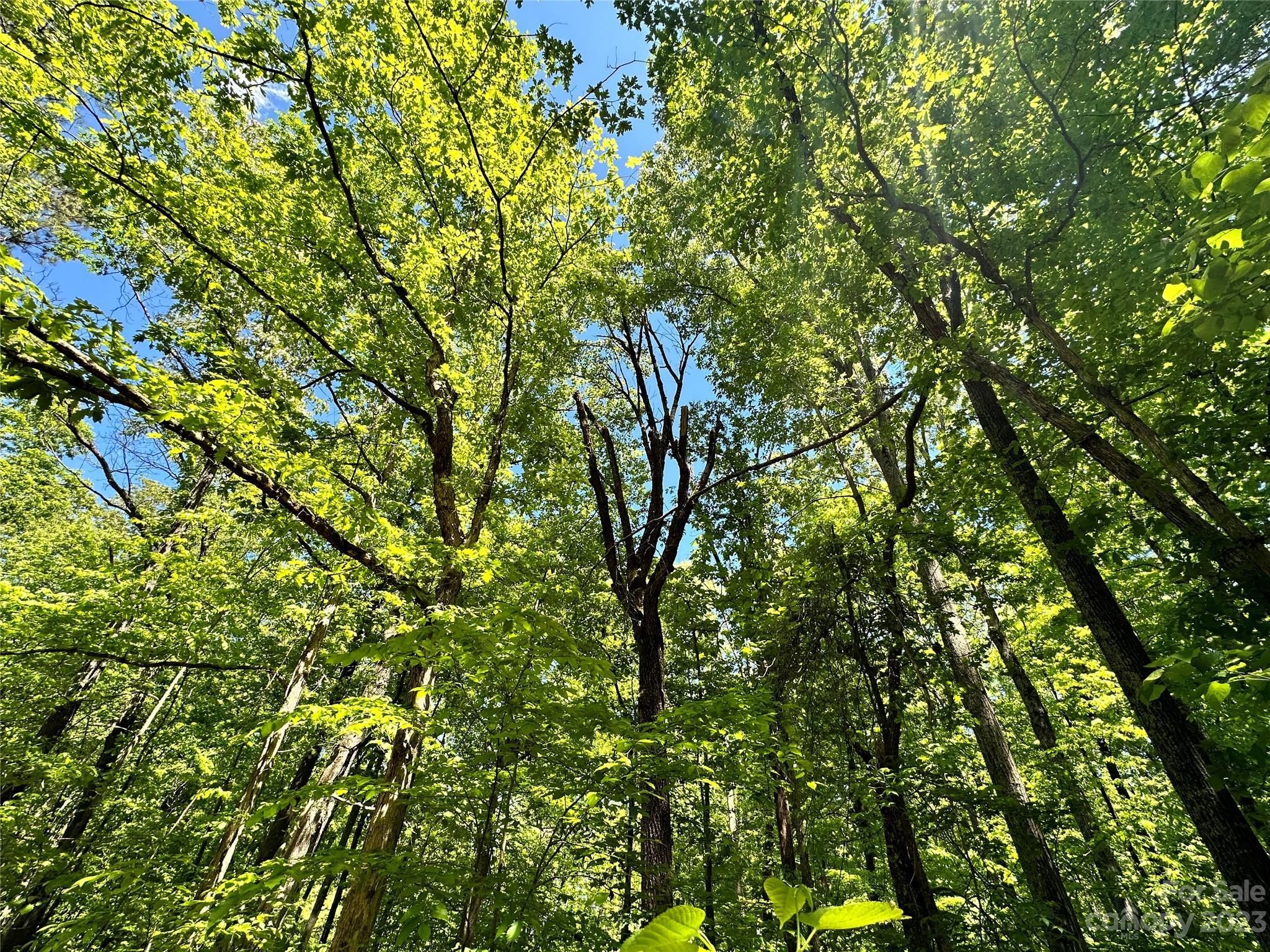 168 Rolling Road Lincolnton, NC 28092 - Photo 9 of 46 a view of a tree