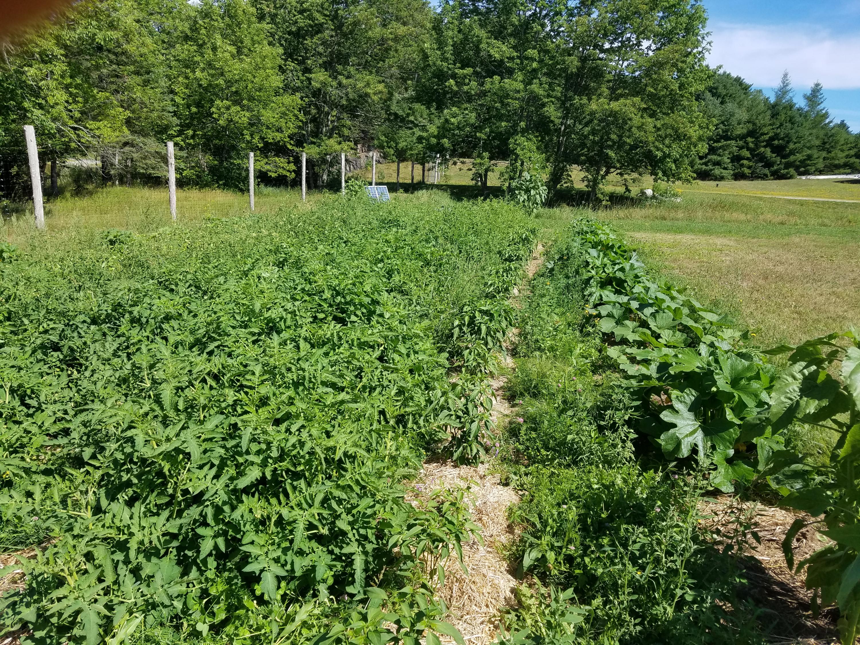 487 Airline Road Ellsworth, ME 04605 - Photo 33 of 61 Garden