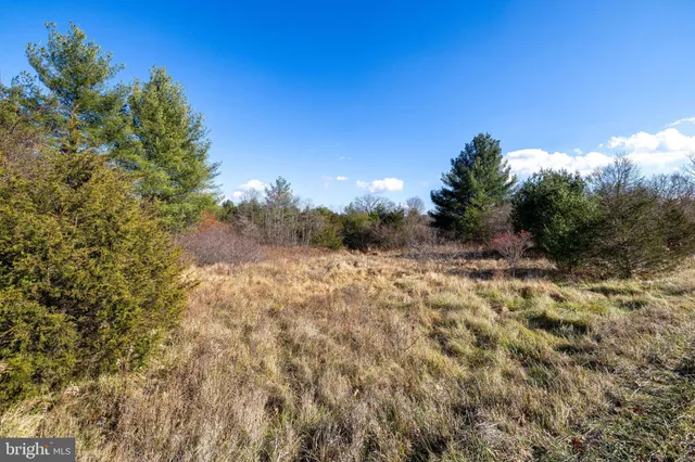 a view of a forest with trees in the background