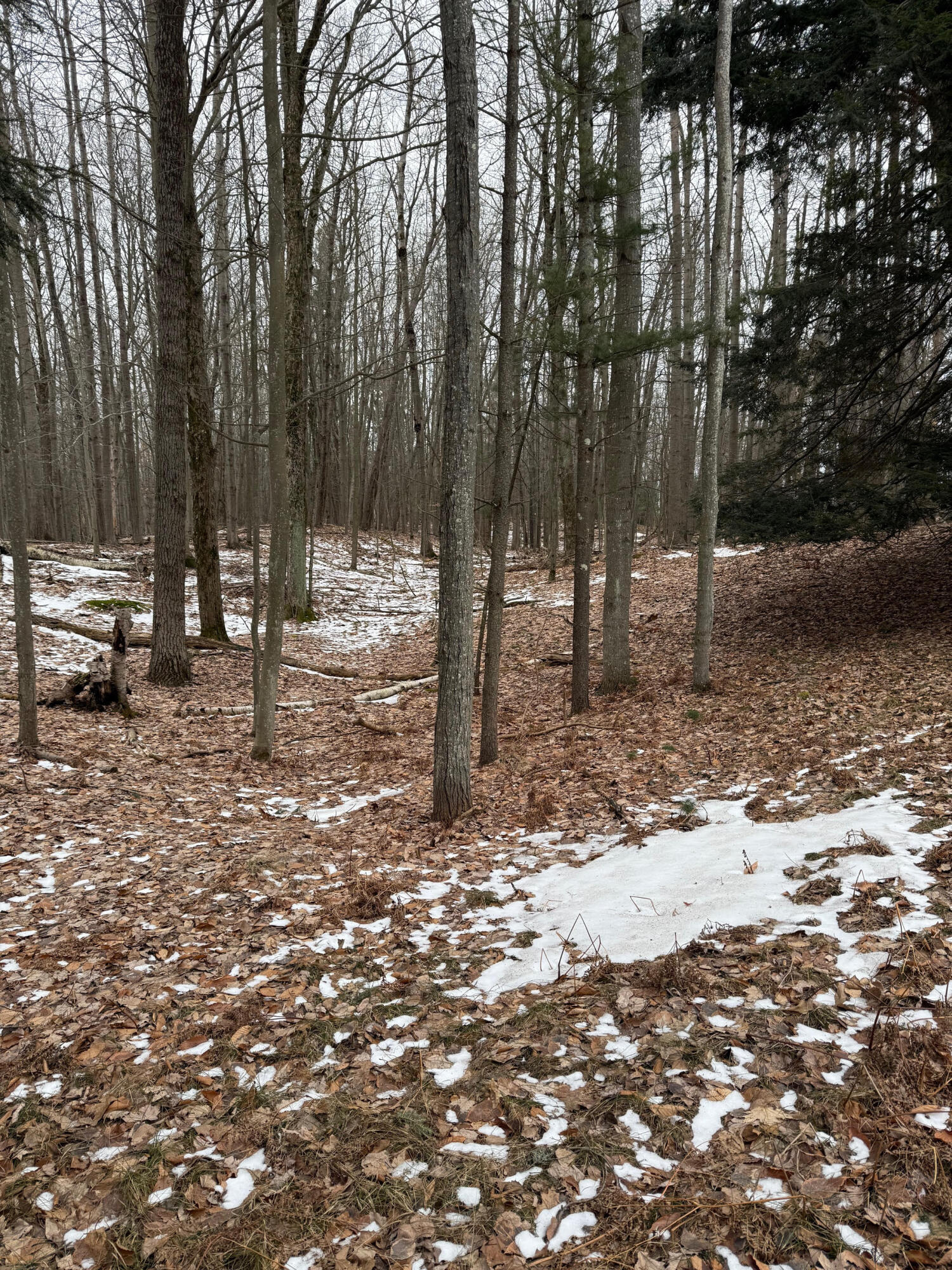 West Fox Farm Road Manistee, MI 49660 - Photo 12 of 12 Wooded views