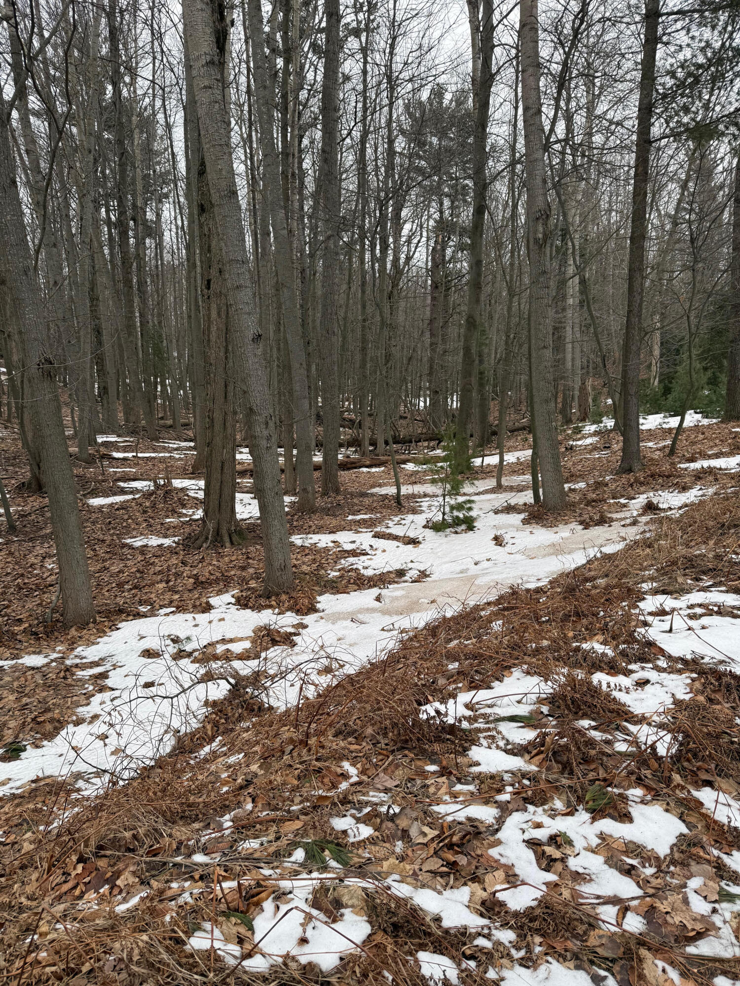 West Fox Farm Road Manistee, MI 49660 - Photo 8 of 12 Wooded