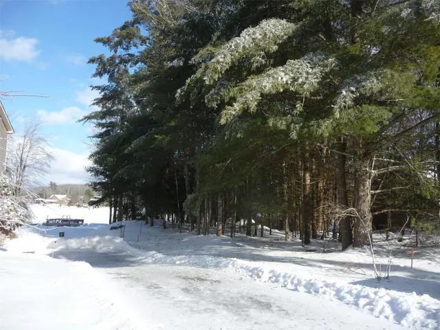 a view of a yard with plants and trees