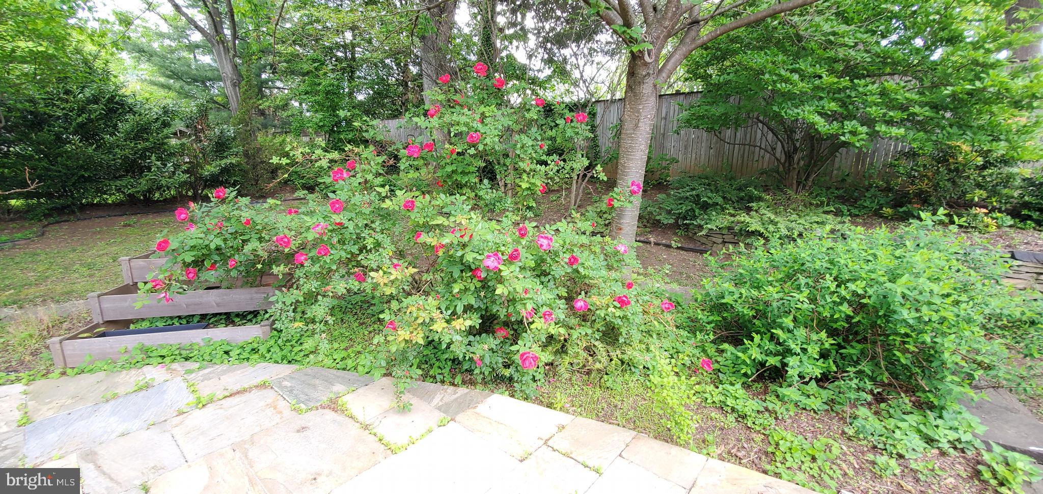1533 Sinclair Drive McLean, VA 22101 - Photo 16 of 42 Plenty of flowering plants in the rear yard