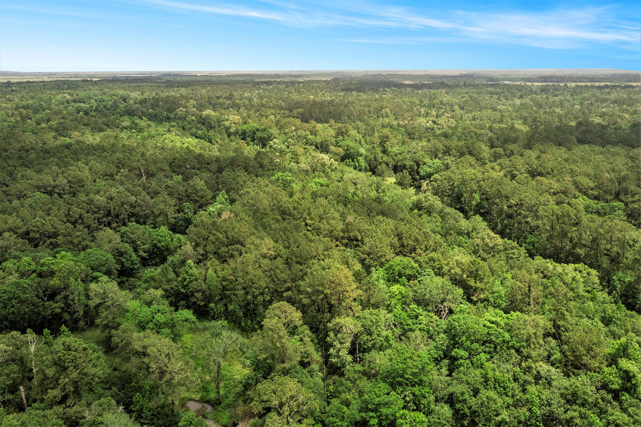 0 Humphrey Road Anahuac, TX 77514 - Photo 9 of 9 This photo showcases a vast expanse of dense, lush green forest under a clear blue sky, ideal for those seeking a serene, nature-filled environment.