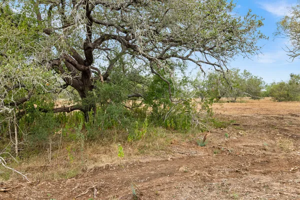 a view of a yard with a tree