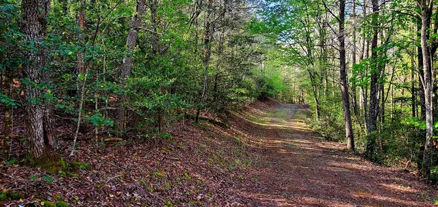 a view of a yard with plants and large trees