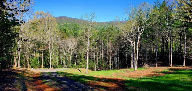 a view of a basketball area with large trees