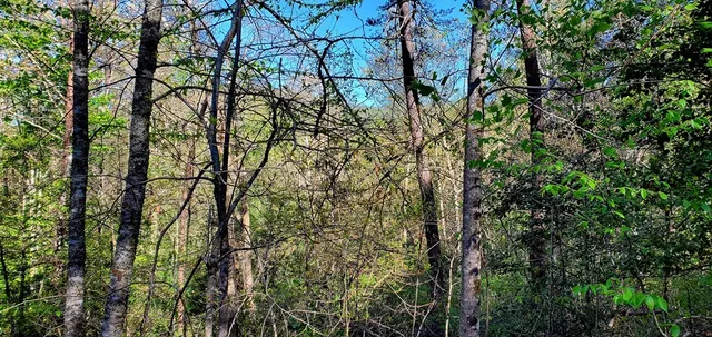 a view of a forest with trees in the background