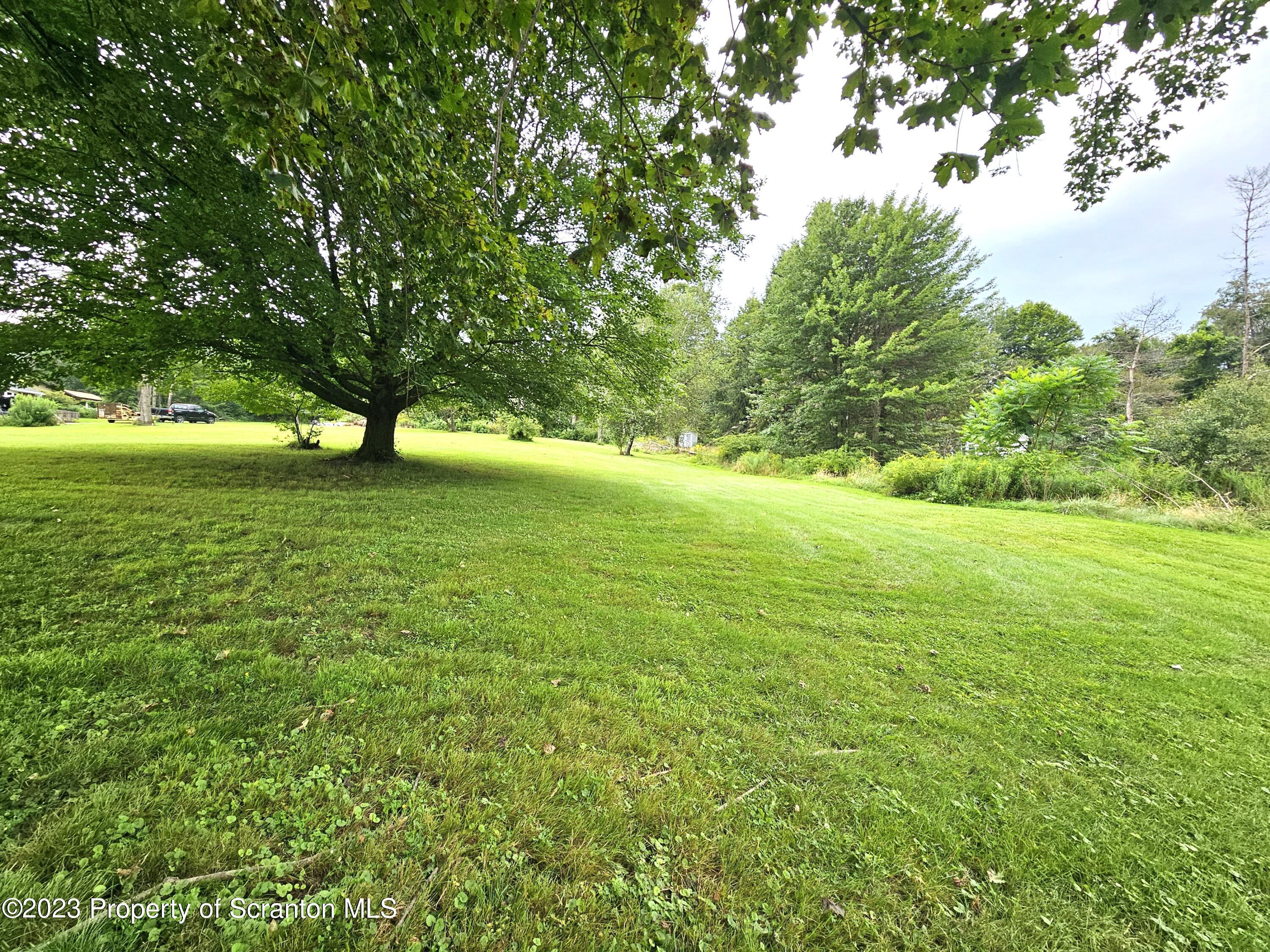 a view of yard with large trees