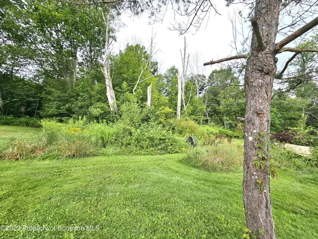 a view of a garden with plants and trees
