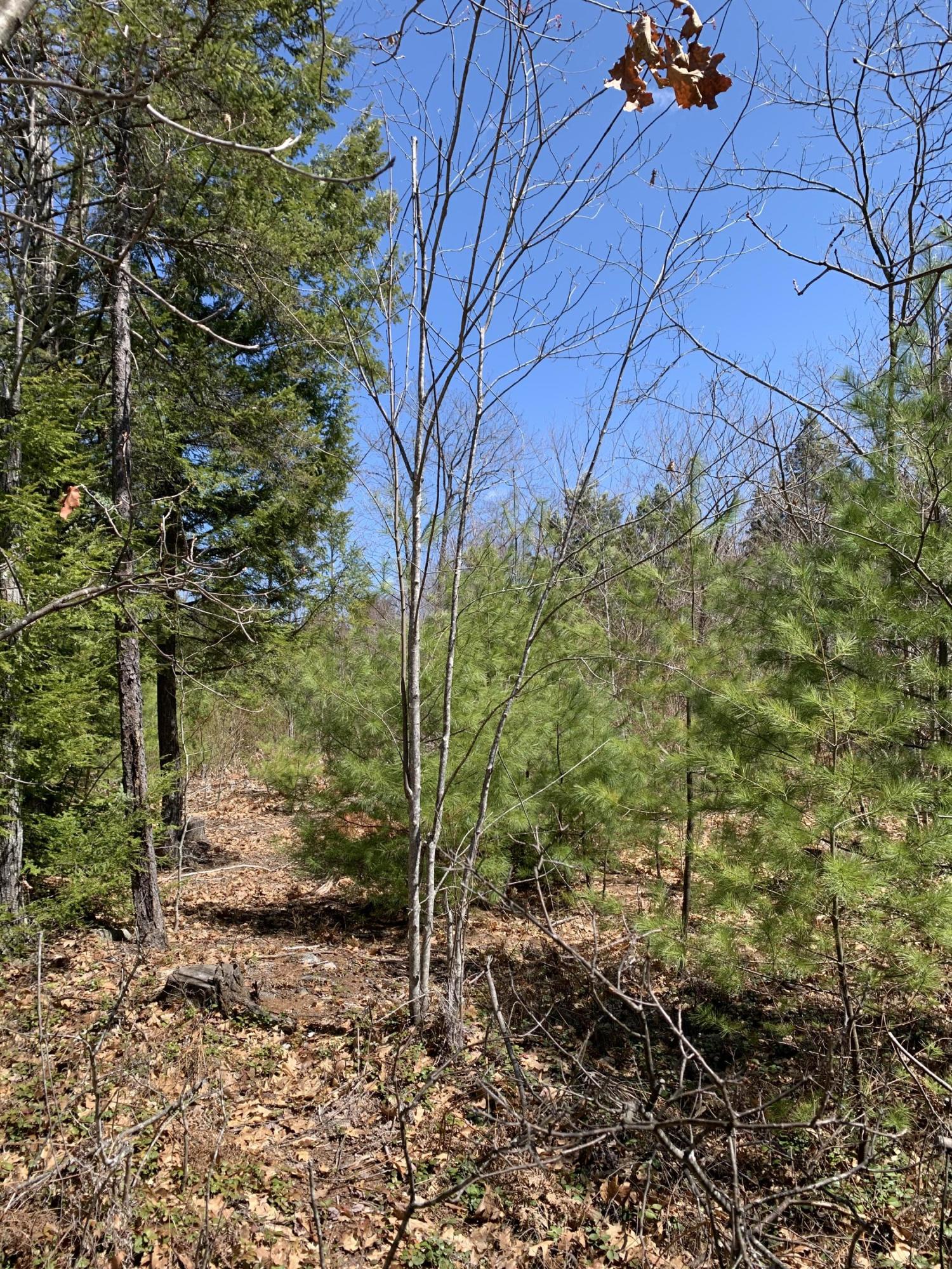 Lot 97 Frost Farm Road Bridgton, ME 04009 - Photo 1 of 6 D8B0240B-42CB-4461-BCBF-F81D4DFC169D
