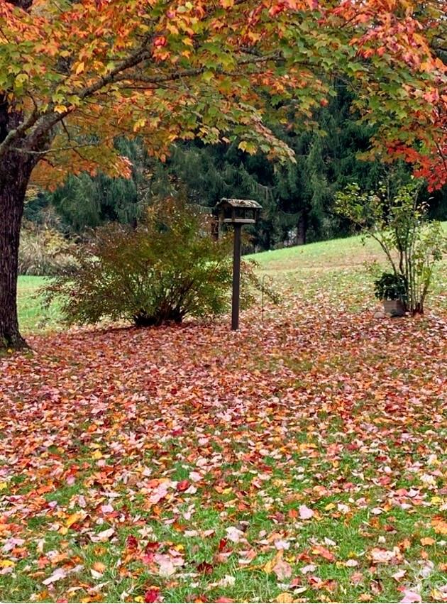 504 Greens Creek Road Sylva, NC 28779 - Photo 42 of 47 a view of a tree in a yard