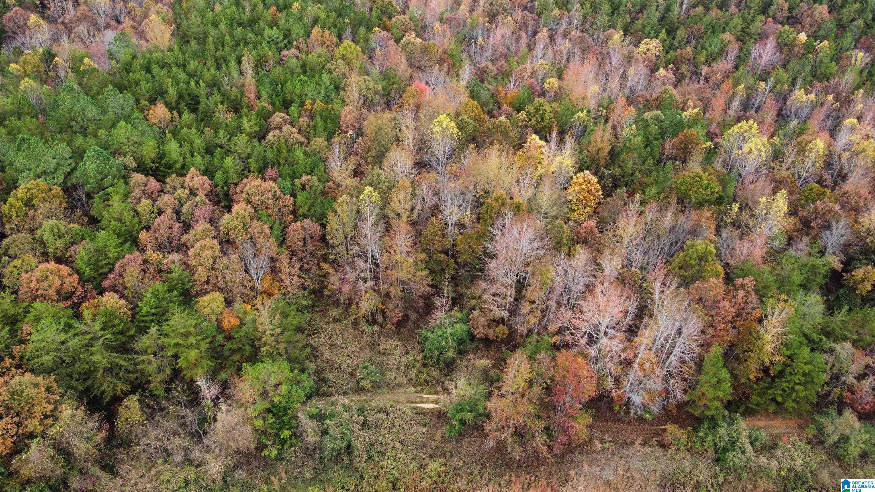 83-acres Byler Road, Unit 83 ACRES Haleyville, AL 35565 - Photo 15 of 19