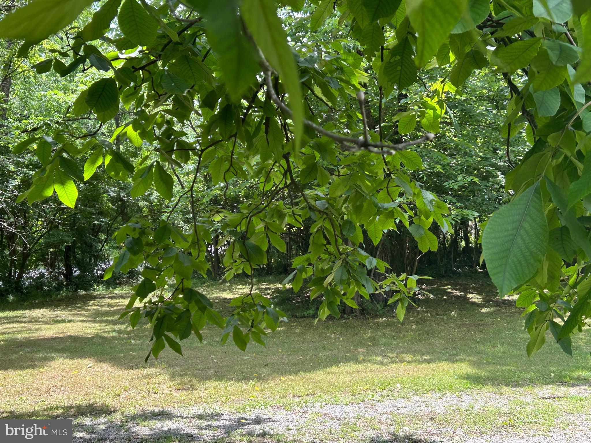513 Russell Road Berryville, VA 22611 - Photo 30 of 53 Lots of lovely mature trees.