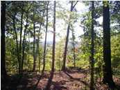0 Fisher Ridge Road Horse Cave, KY 42749 - Photo 1 of 2 Primary Photo