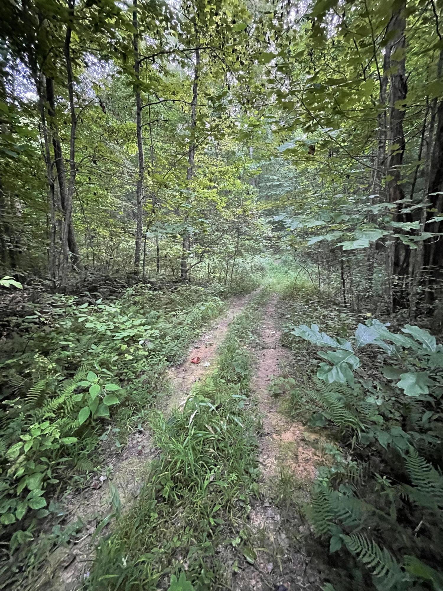 1693 Dan Ridge Road Wellington, KY 40387 - Photo 12 of 21 13