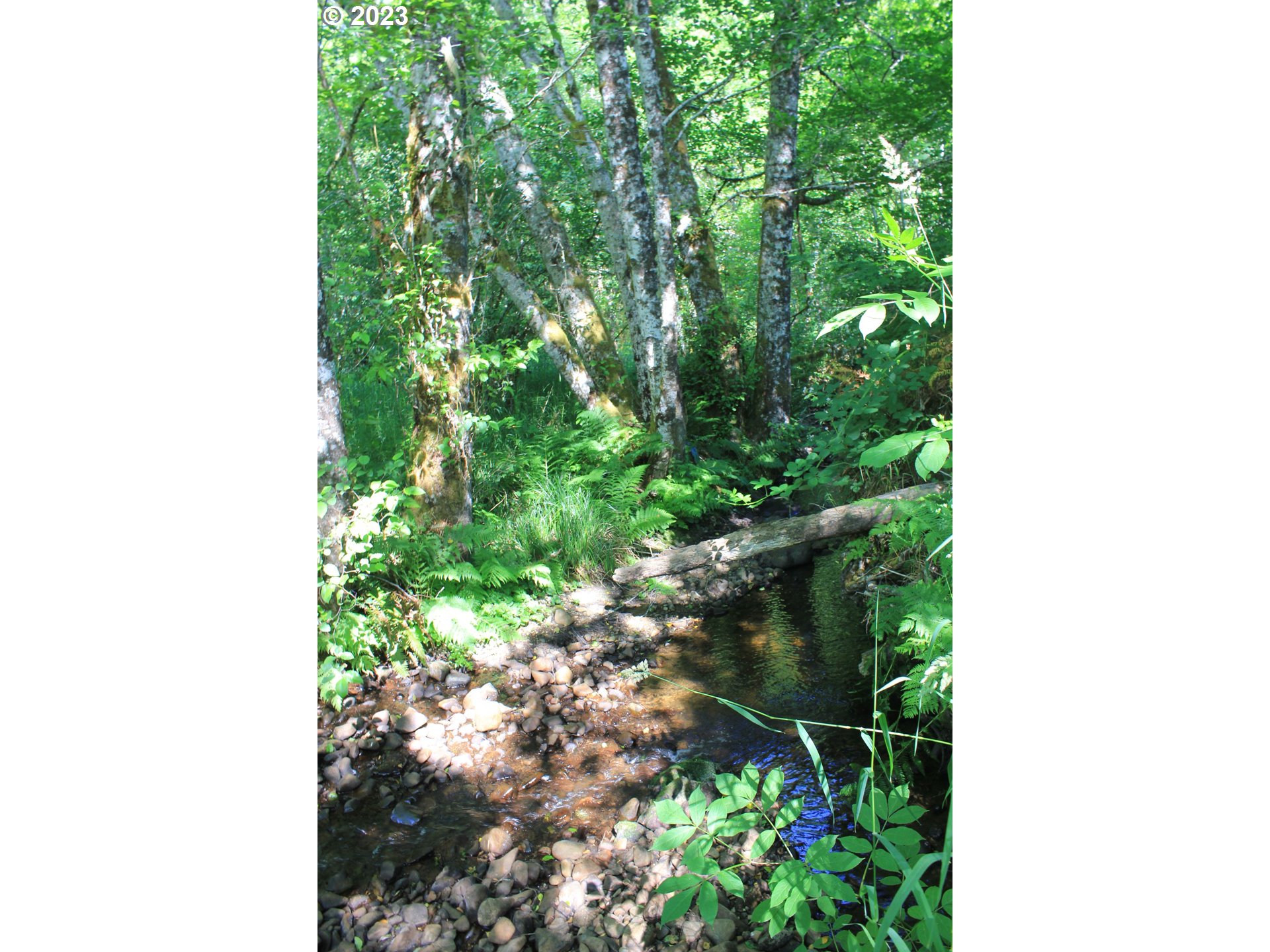 92074 Maki Road Astoria, OR 97103 - Photo 29 of 36 a picture of a yard with a plants