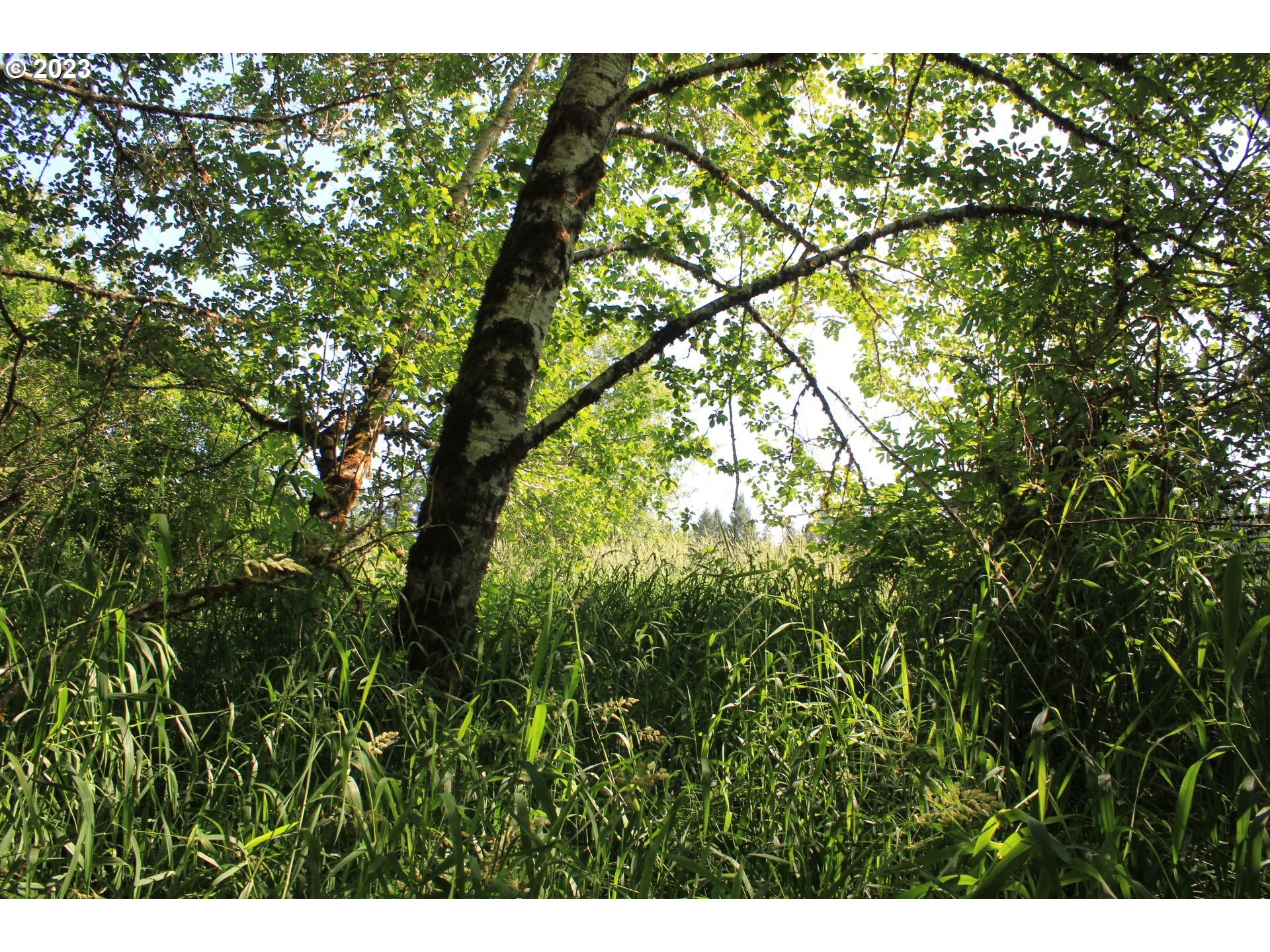 92074 Maki Road Astoria, OR 97103 - Photo 33 of 36 a view of tree