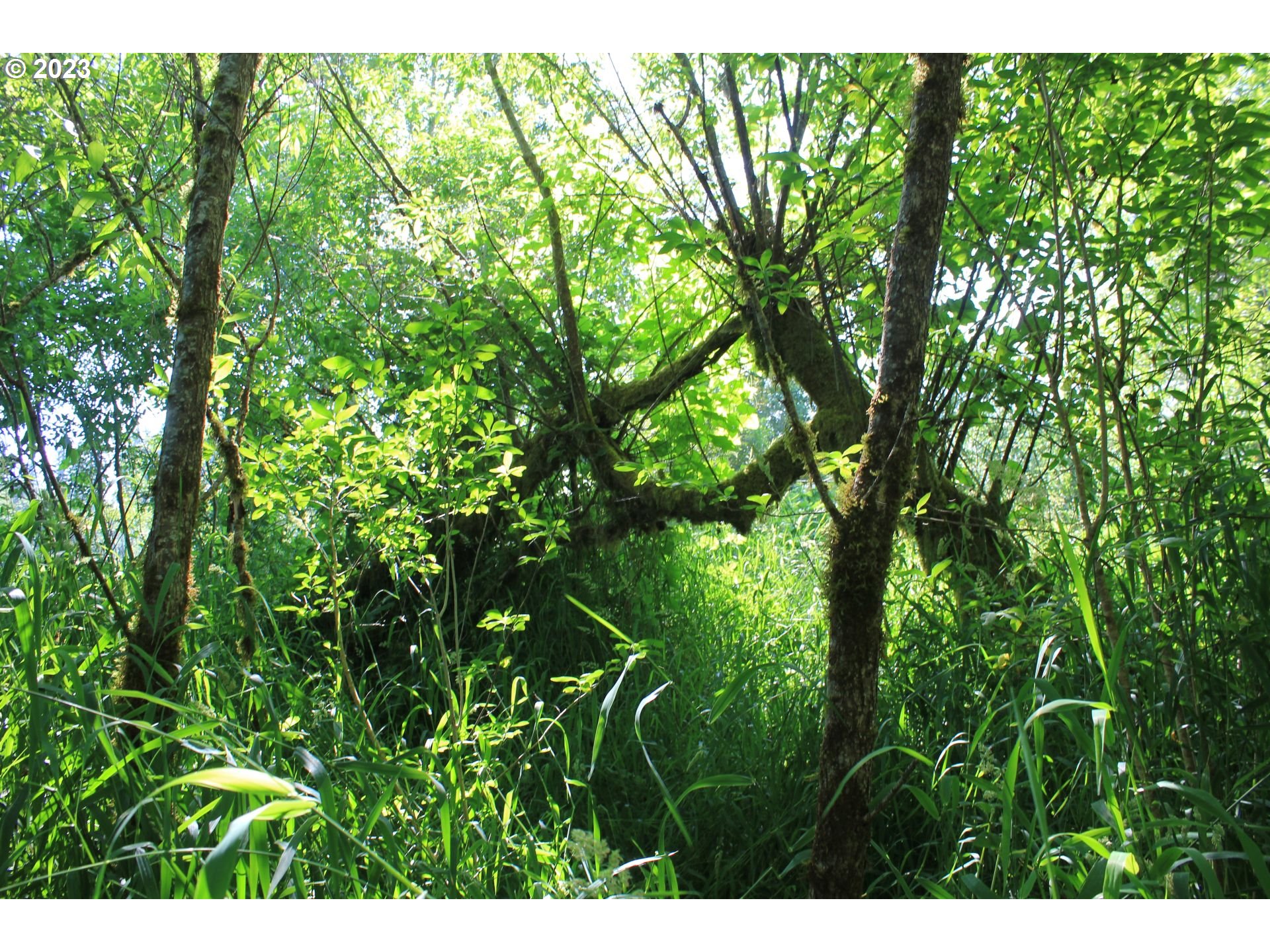 92074 Maki Road Astoria, OR 97103 - Photo 34 of 36 a view of a plant in a garden
