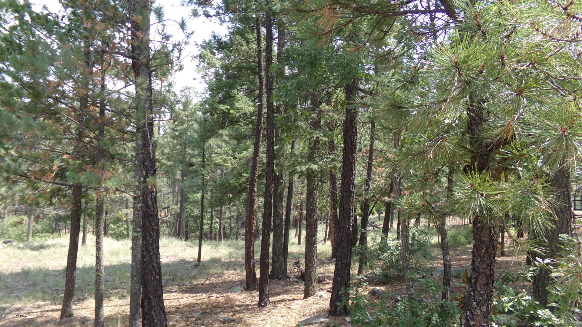 7 County Road Alpine, AZ 85920 - Photo 3 of 7