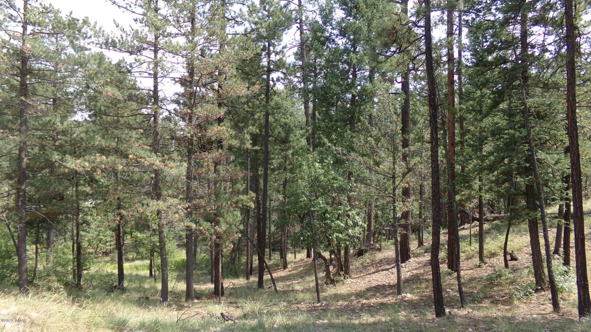7 County Road Alpine, AZ 85920 - Photo 5 of 7