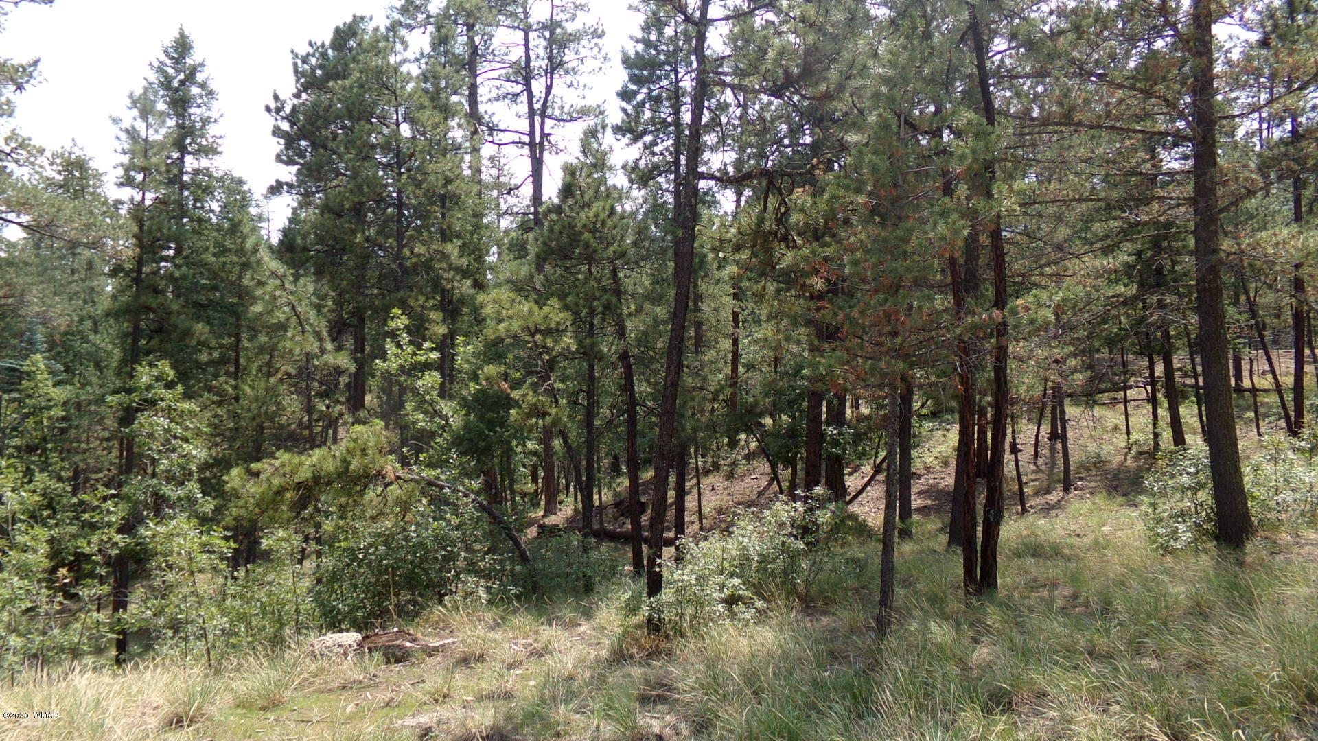 7 County Road Alpine, AZ 85920 - Photo 6 of 7