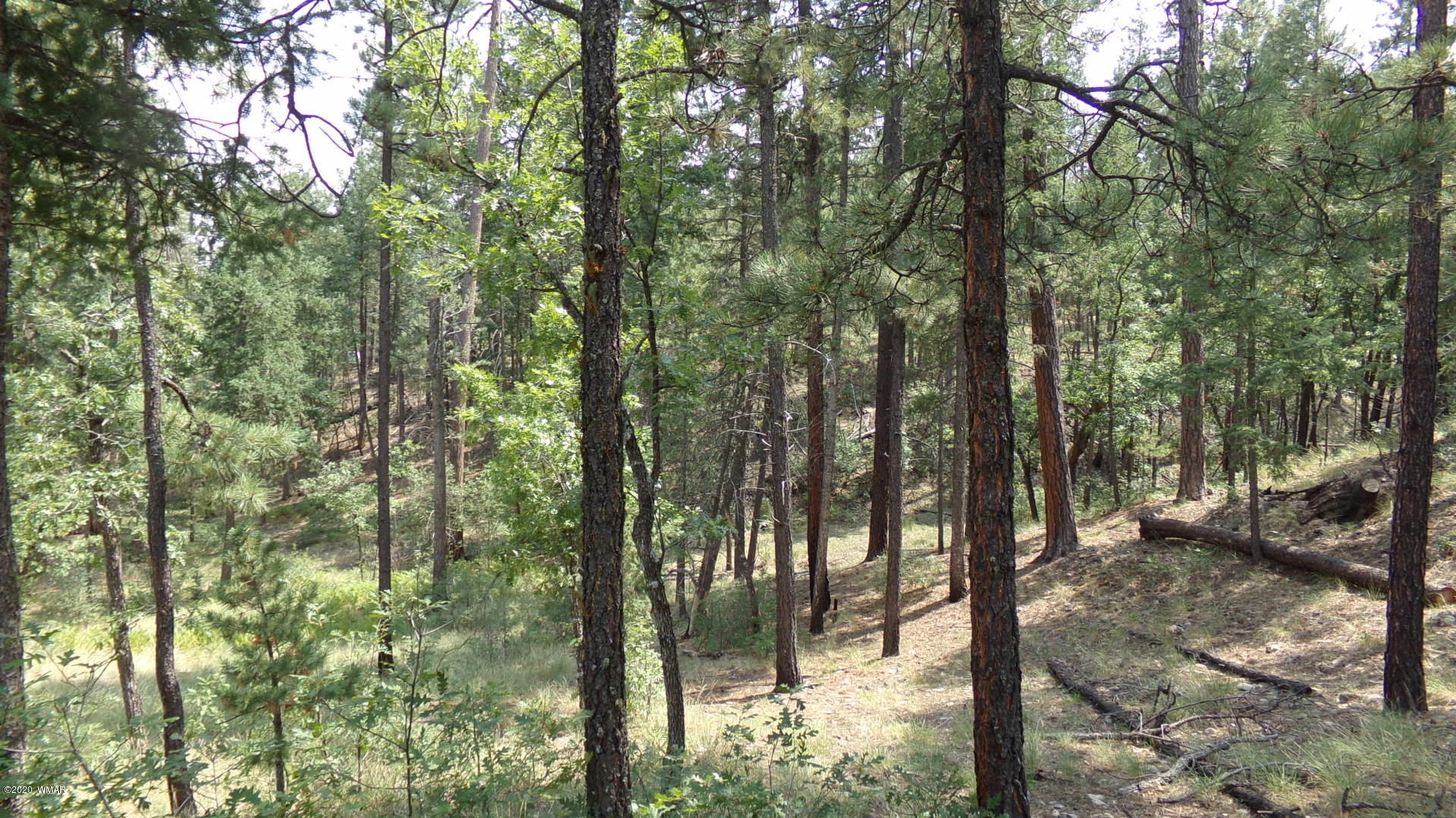 7 County Road Alpine, AZ 85920 - Photo 7 of 7