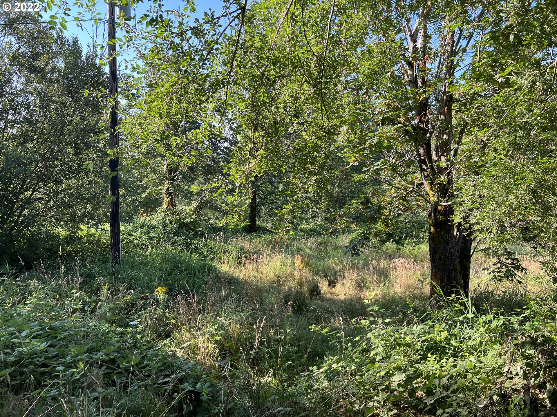 30425 East Woodard Road Troutdale, OR 97060 - Photo 7 of 8 a view of a forest with a tree