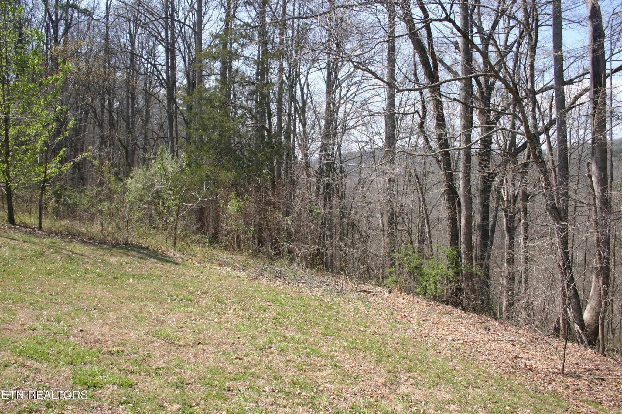 163 Upper Clear Creek Road Andersonville, TN 37705 - Photo 12 of 15 a view of a yard with trees