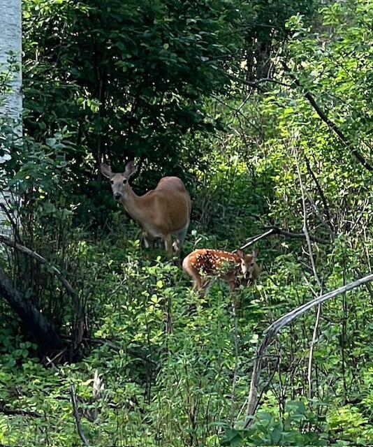1594 Rangeley Road Phillips, ME 04966 - Photo 16 of 24 Wildlife