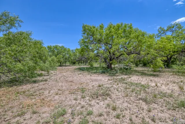 a view of a yard with a tree