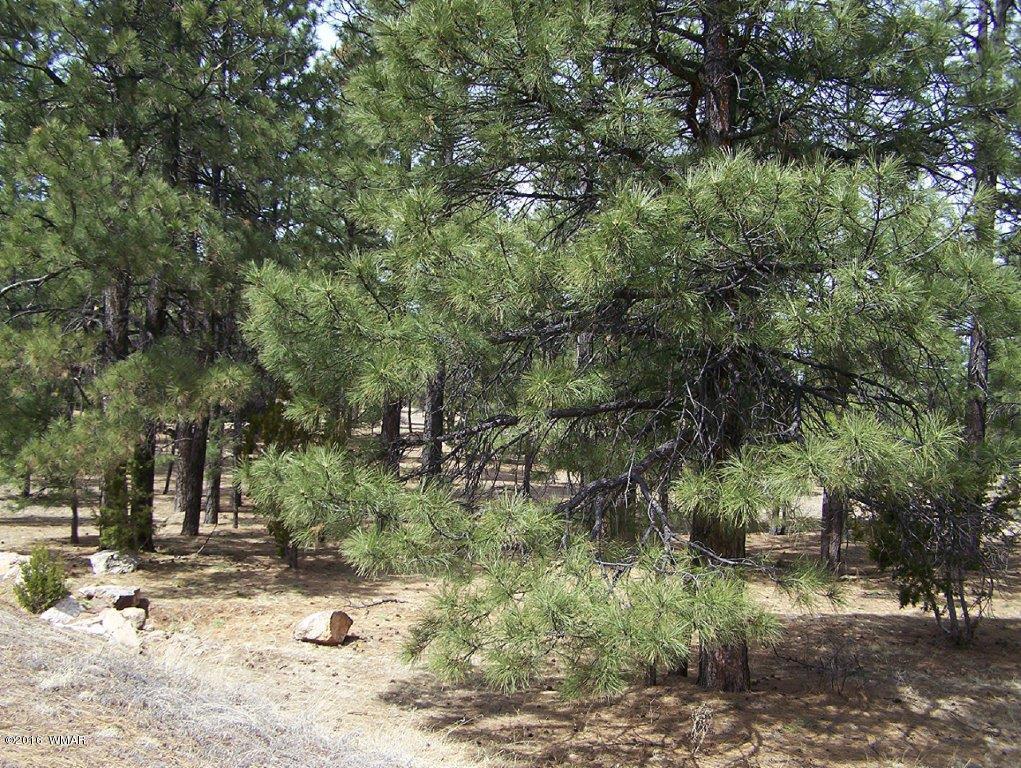 3156 Chevelon Road Overgaard, AZ 85933 - Photo 32 of 46 a view of a forest filled with trees