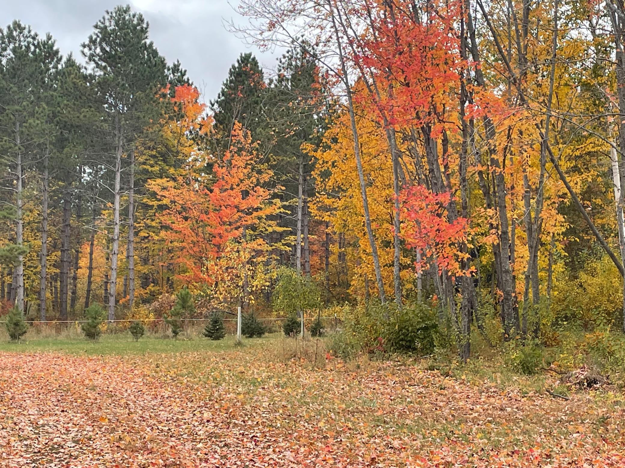 31423 Nagel Road Pequot Lakes, MN 56472 - Photo 27 of 40 Gallery Image 27