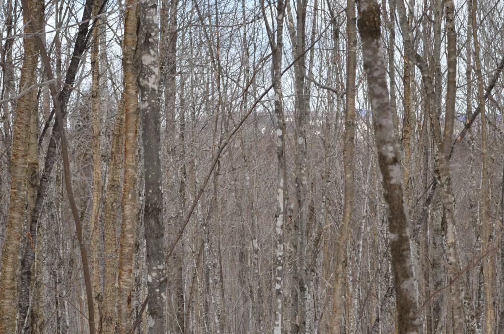 87 Hill Top Road Lakeville, ME 04487 - Photo 6 of 9 Maine Land for Sale