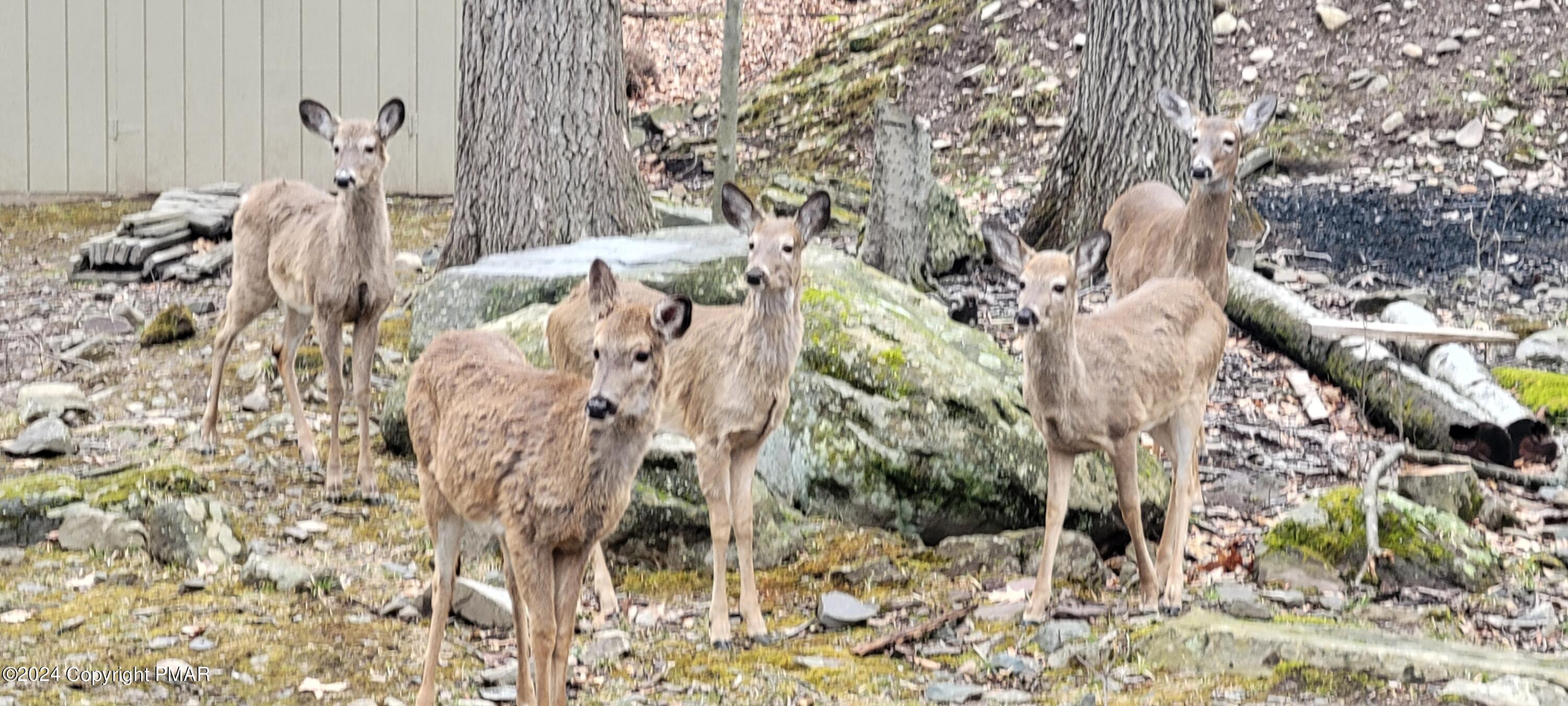 1245 Ranger Trail Pocono Lake, PA 18347 - Photo 49 of 59 21245 Ranger Trail0240406_141406
