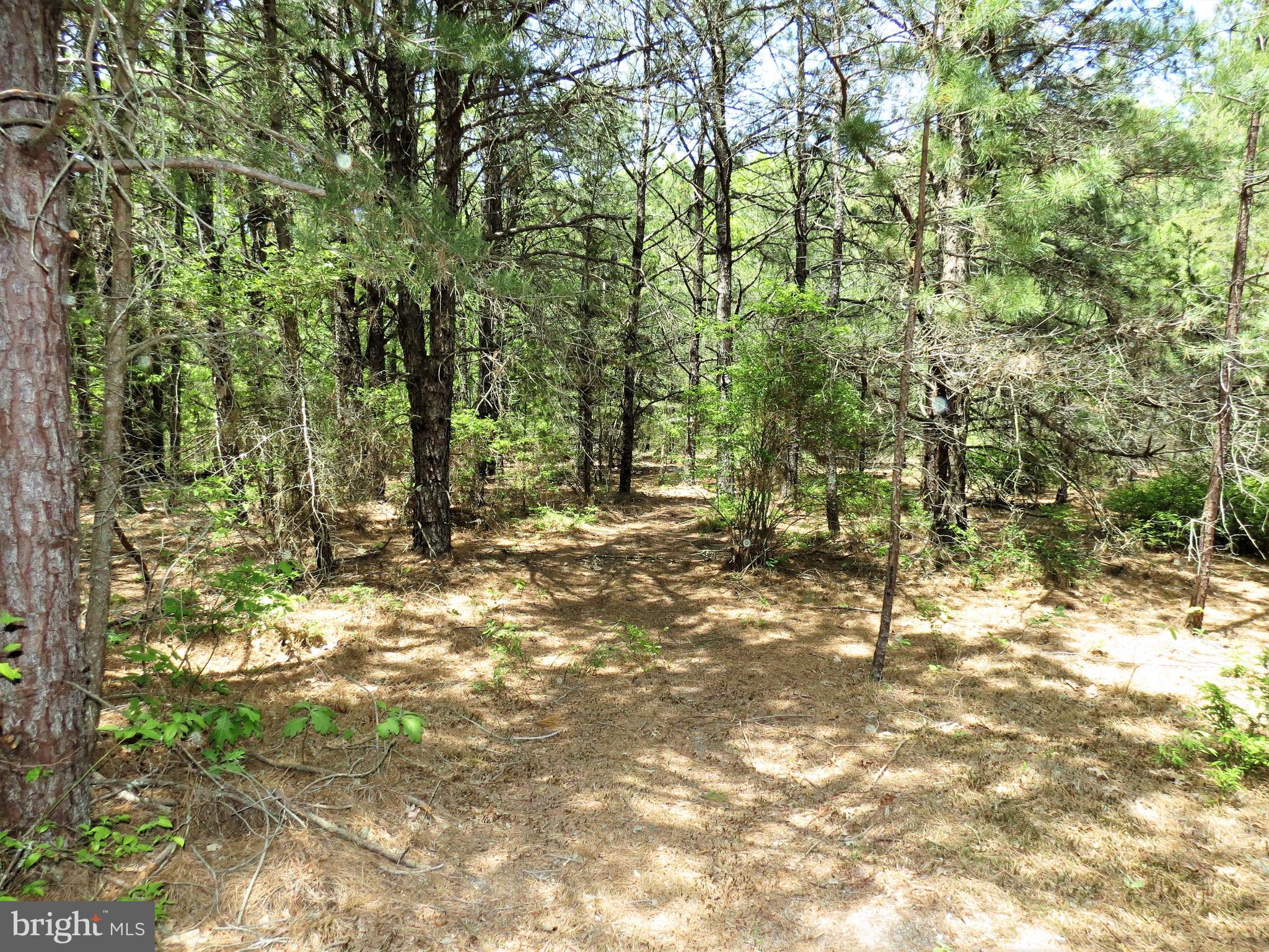 281 Vineyard Road Atco, NJ 08004 - Photo 7 of 39 Backyard paths