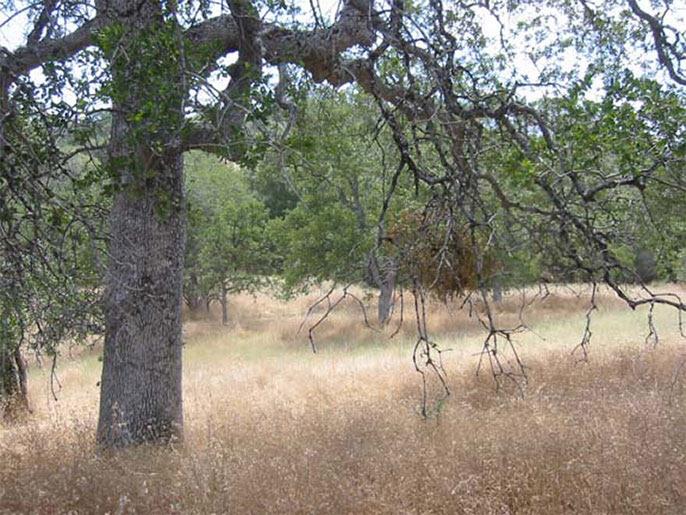 4195 Stumpfield Mountain Road Mariposa, CA 95338 - Photo 9 of 14 a view of yard with trees