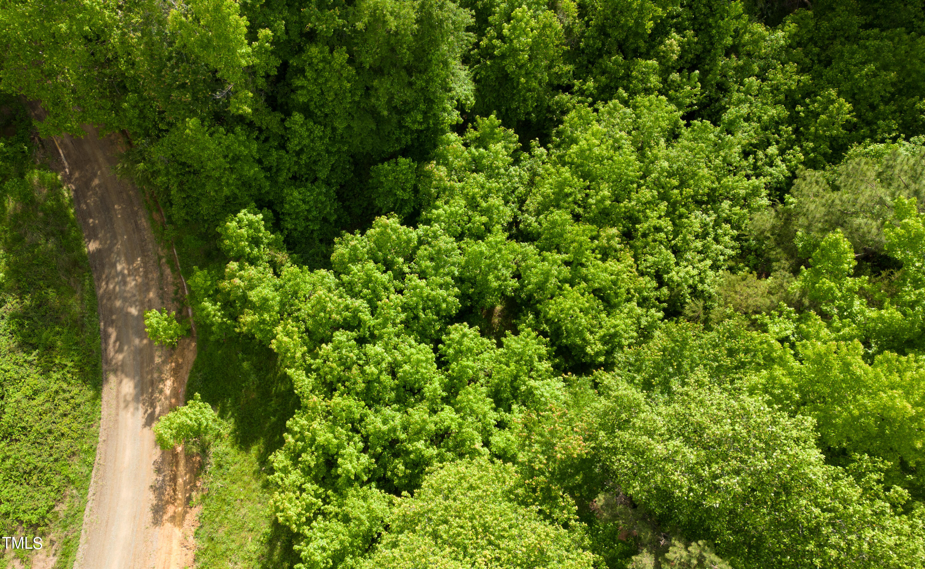 a view of a lush green forest