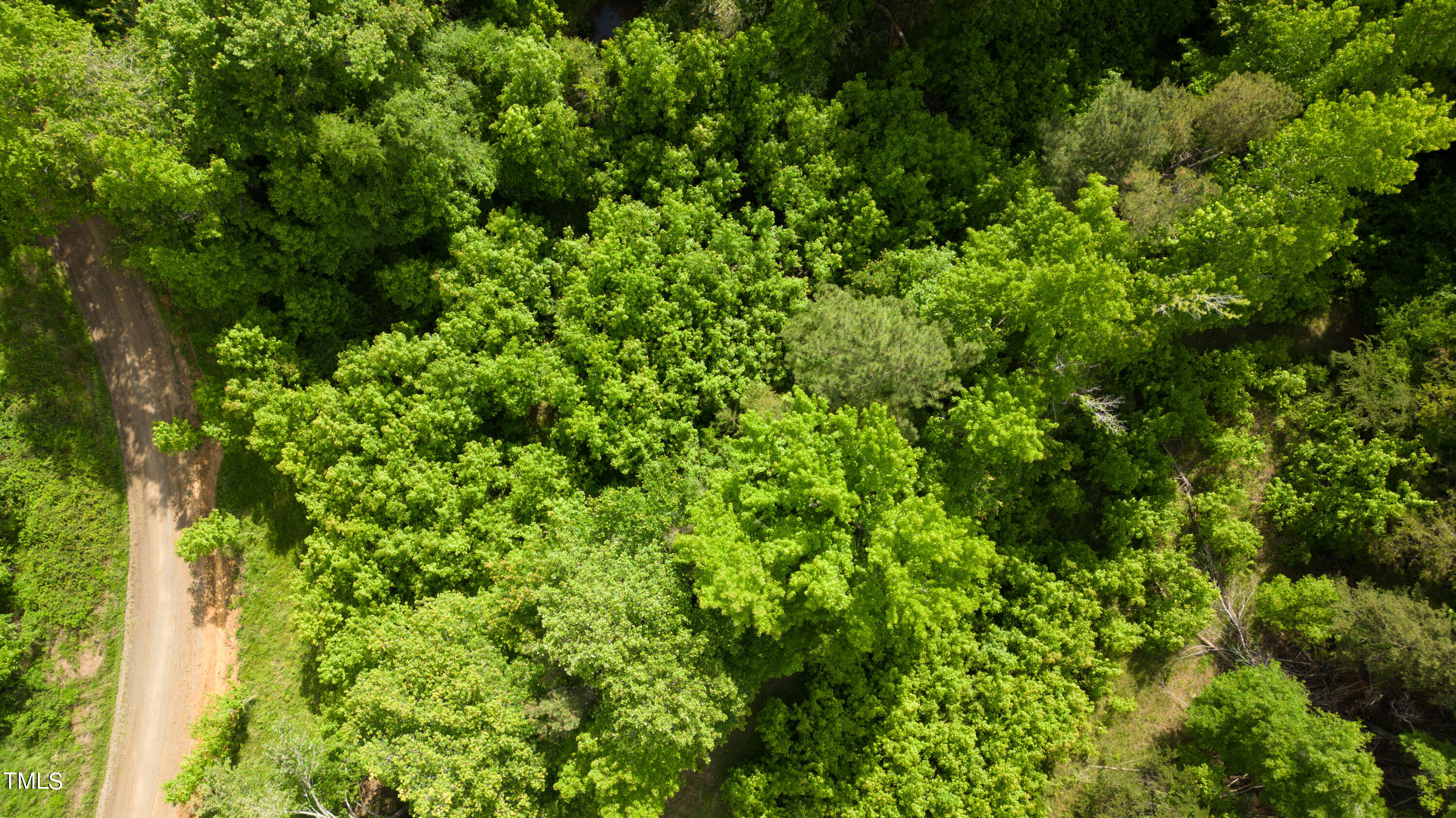 1405 Black Farm Road Oxford, NC 27565 - Photo 4 of 4 a view of a lush green forest with small trees