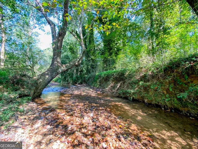 a view of a forest with trees in the background