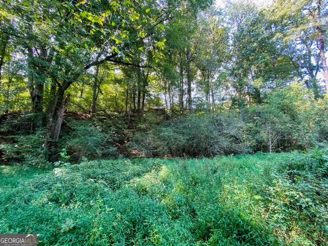 a view of lush green forest