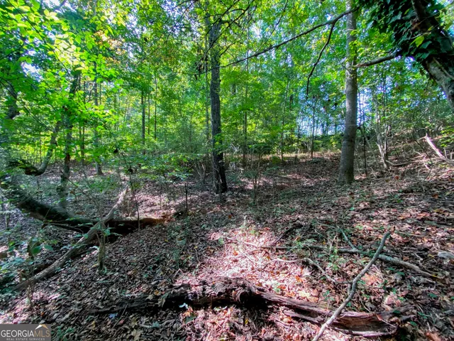 a view of a forest with trees