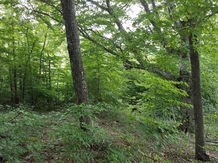0 Locust Grove Road New Tazewell, TN 37825 - Photo 21 of 30 21
