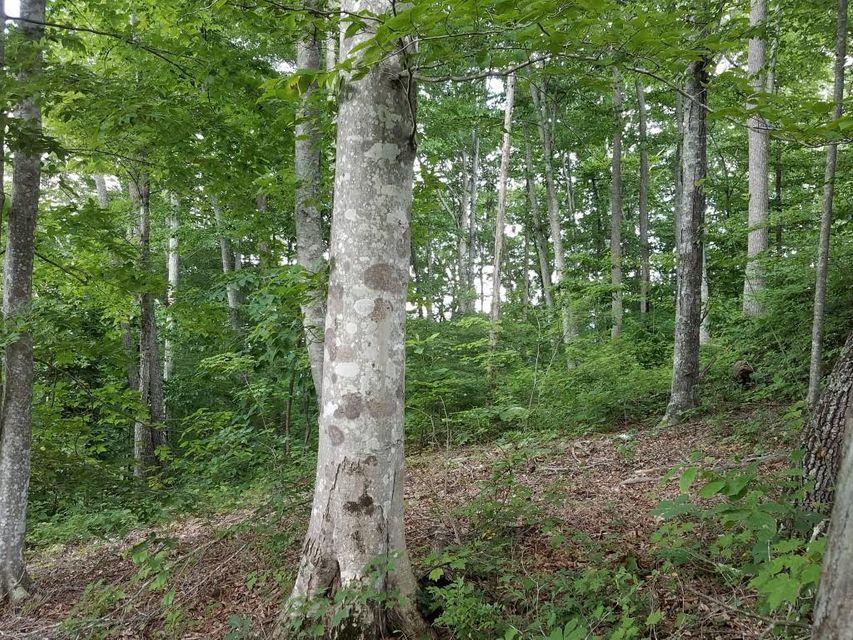 0 Locust Grove Road New Tazewell, TN 37825 - Photo 22 of 30 22