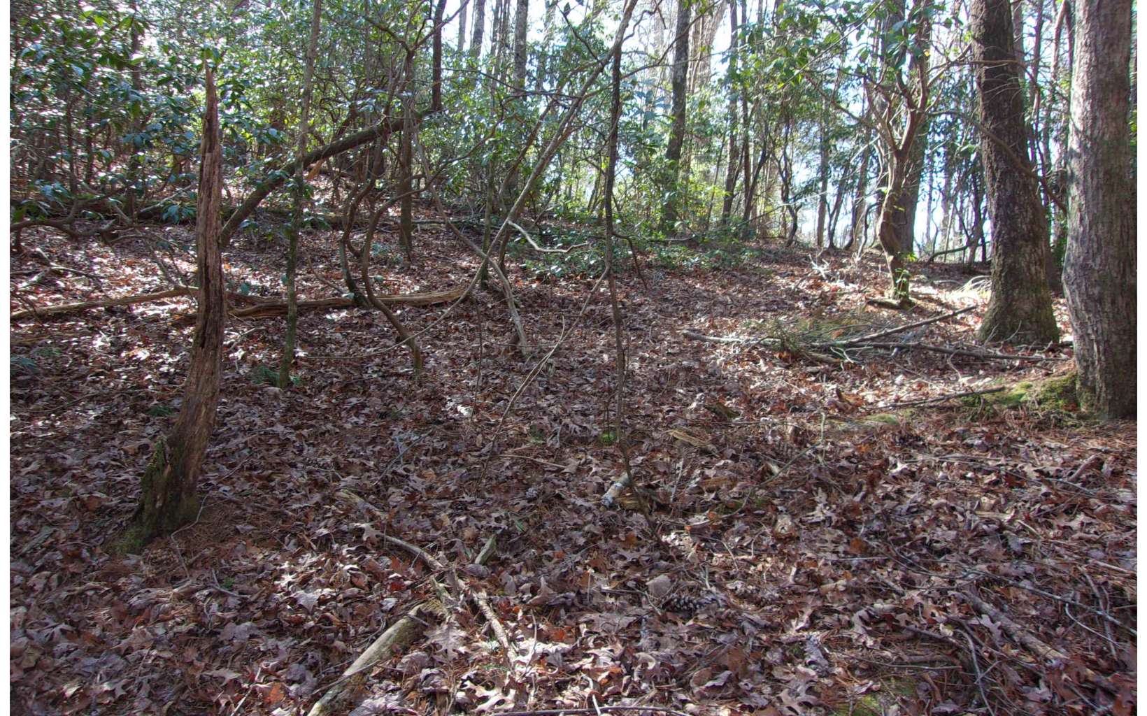 J260 Pine Ridge Road Ellijay, GA 30536 - Photo 12 of 19 a view of a forest with trees
