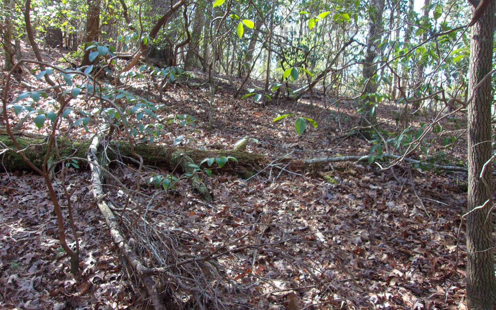 J260 Pine Ridge Road Ellijay, GA 30536 - Photo 15 of 19 a backyard of a house
