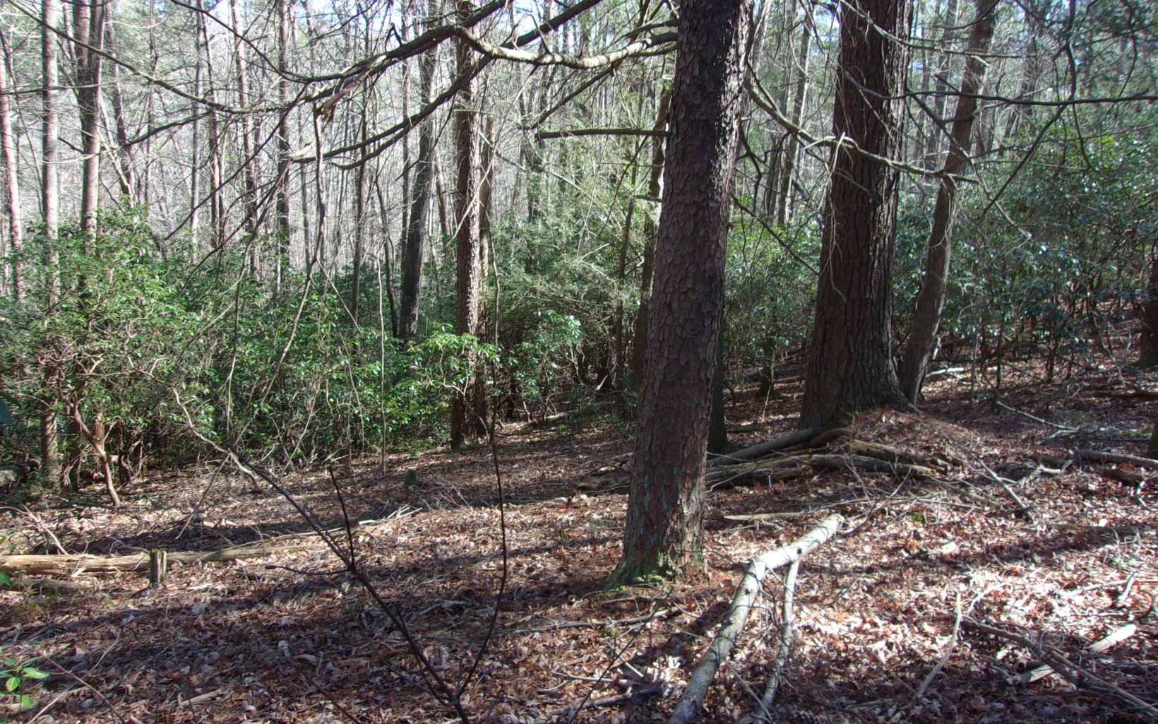 J260 Pine Ridge Road Ellijay, GA 30536 - Photo 6 of 19 a view of a forest filled with trees