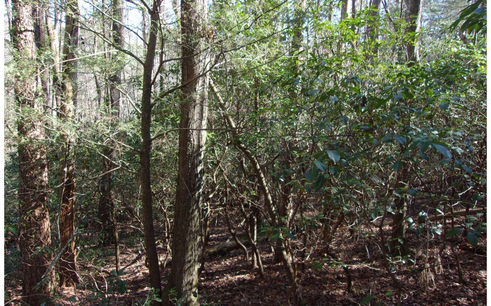 J260 Pine Ridge Road Ellijay, GA 30536 - Photo 9 of 19 a view of a yard with a tree