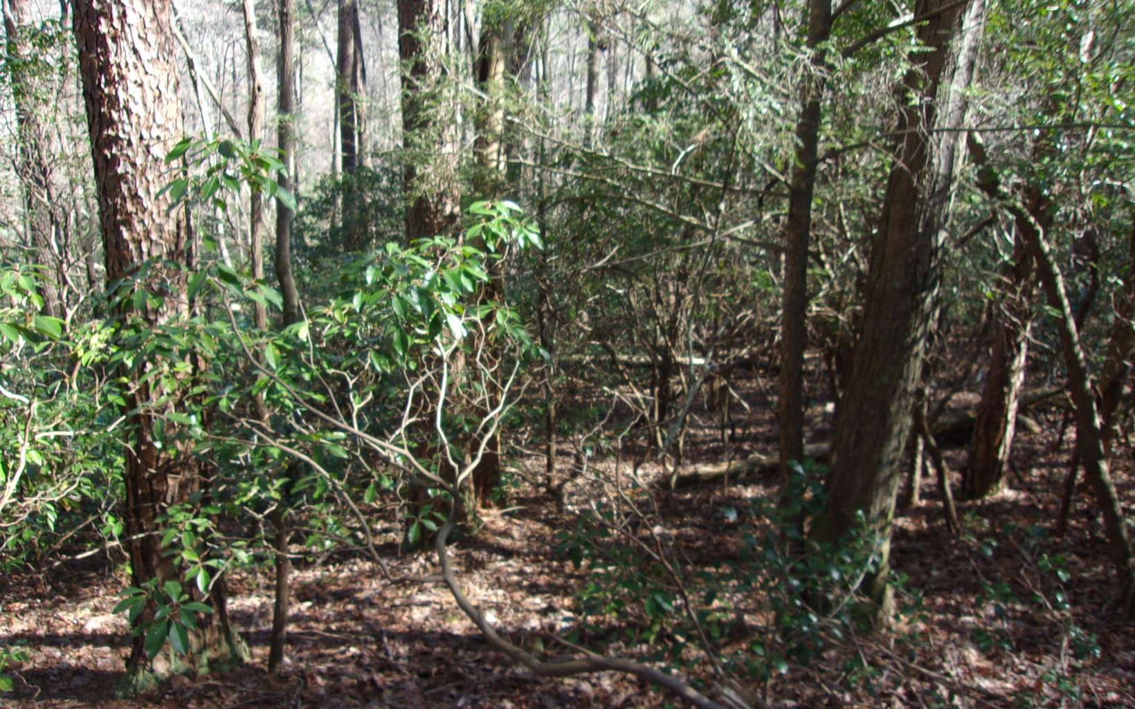 J260 Pine Ridge Road Ellijay, GA 30536 - Photo 10 of 19 a view of a tree
